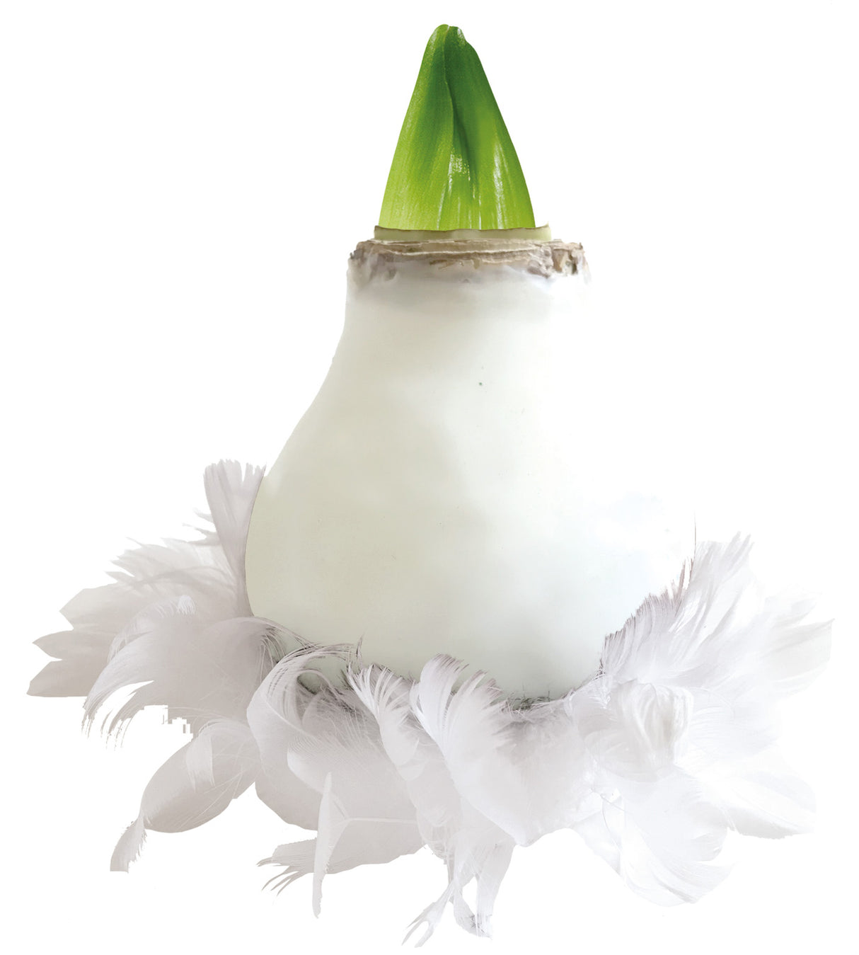 1 kpl Vaha-amaryllis Feather White