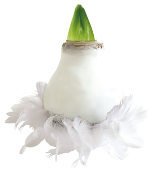 1 kpl Vaha-amaryllis Feather White