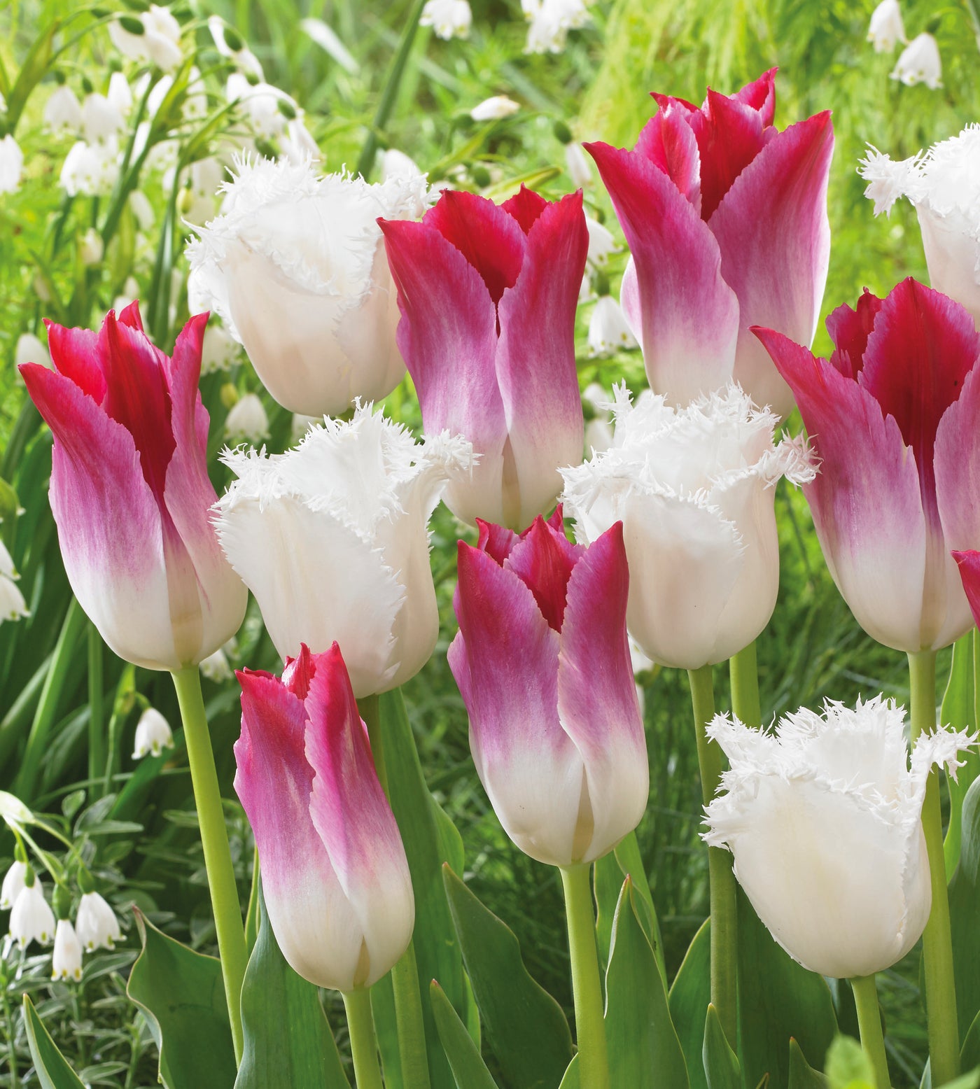 10 kpl Tulppaanilajitelma 'Honeymoon'