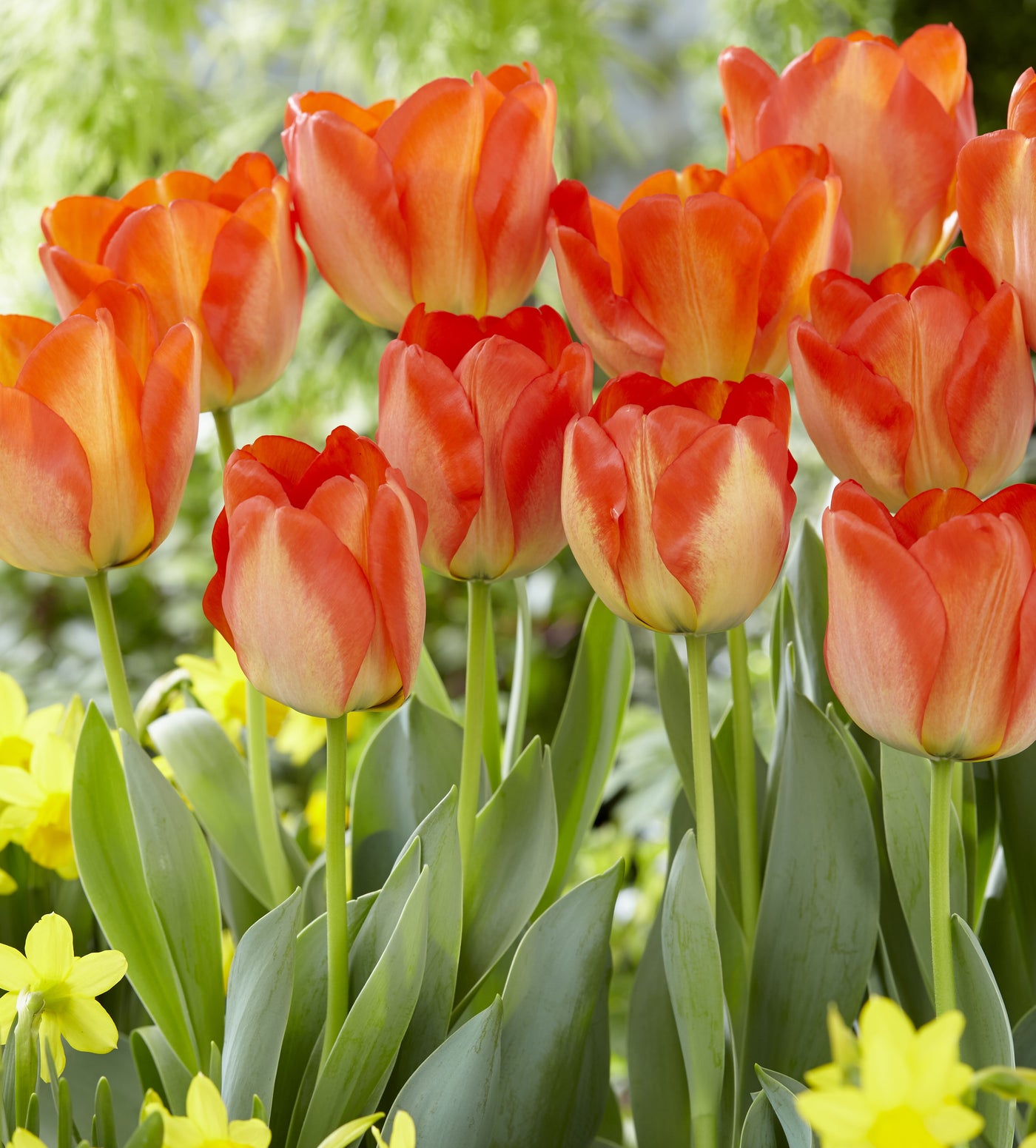 10 kpl Tulppaani ’American Dream'