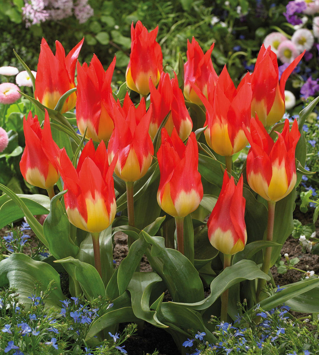 Tulppaani 'Flames Mystery' 5 kpl