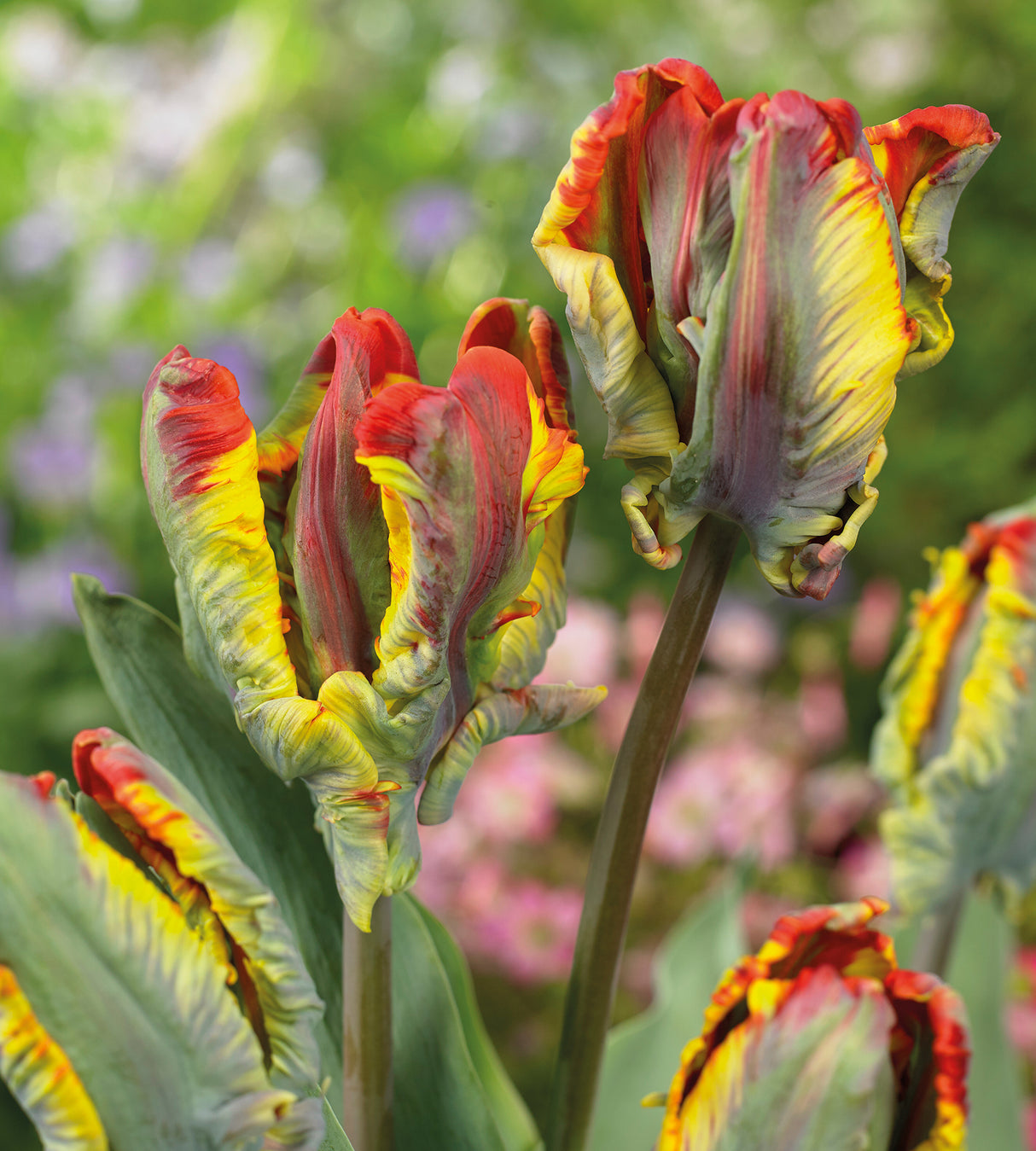 Tulppaani ’Rasta Parrot' 5 kpl