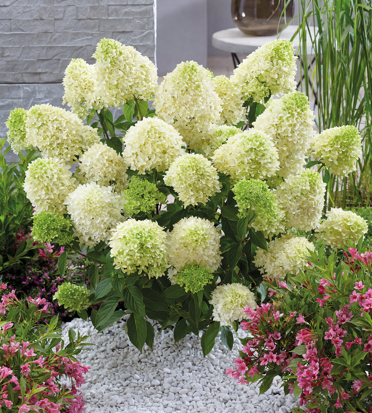 Syyshortensia 'Skyfall Frenne' 1 kpl
