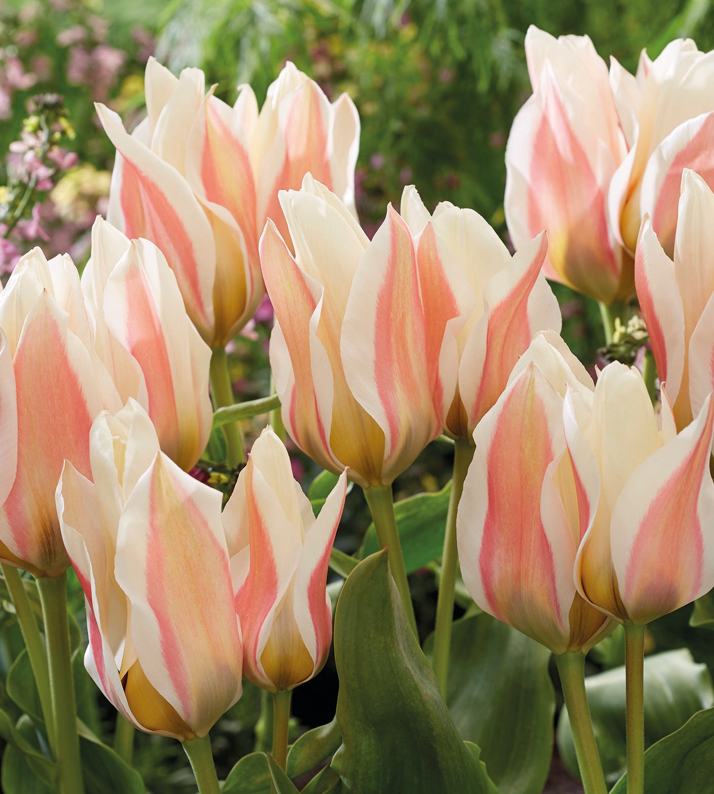 10 kpl Tulppaani ’Serano'