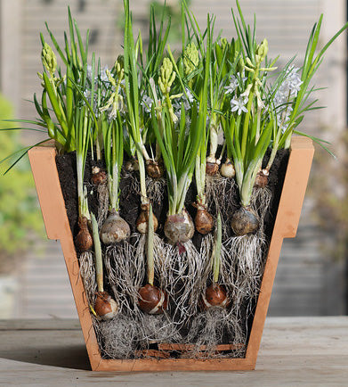 10 kpl Koristelaukka ’White Cloud’