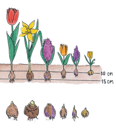 10 kpl Krookus 'Spring Beauty'