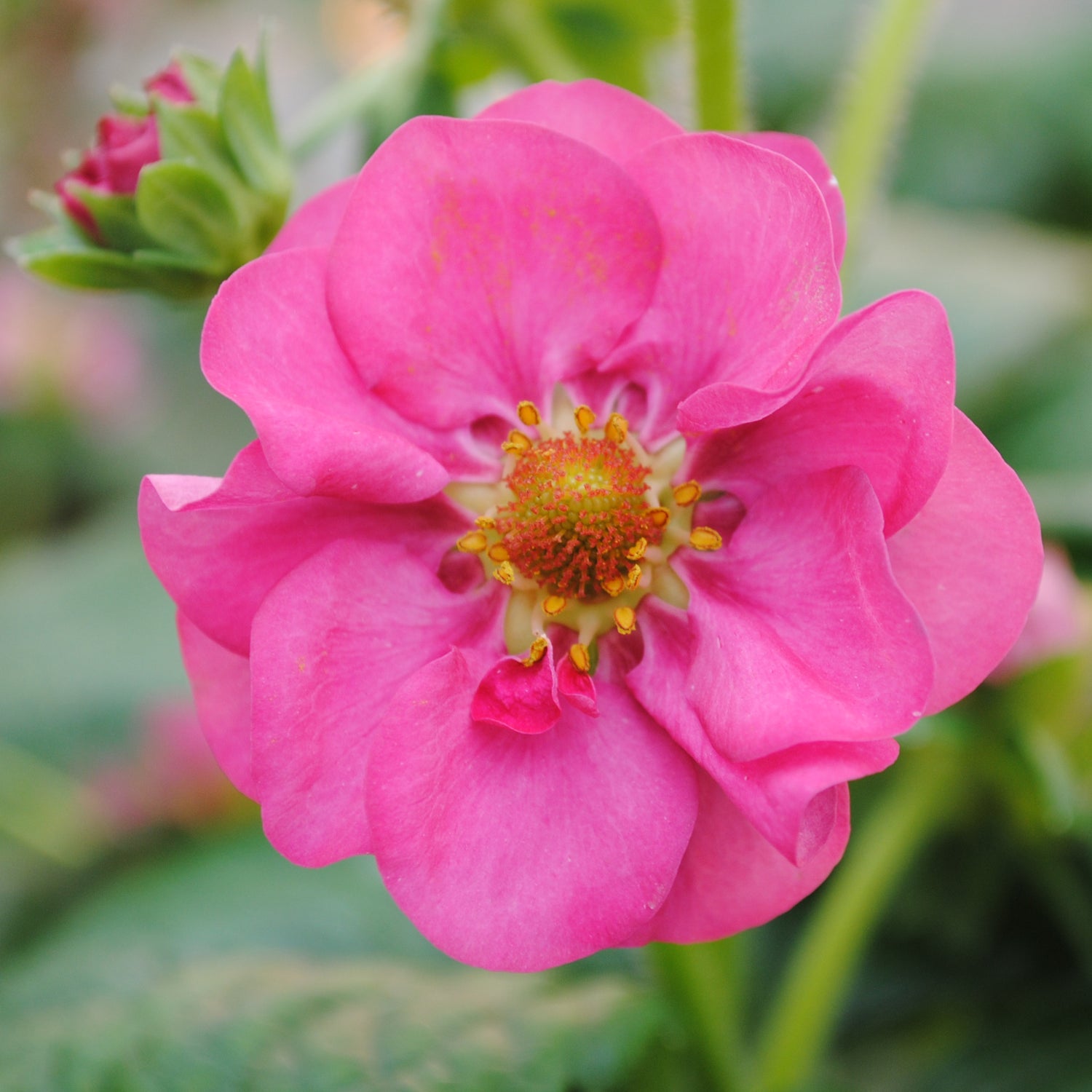 Mansikka ’Summer Breeze Pink’ 3 kpl