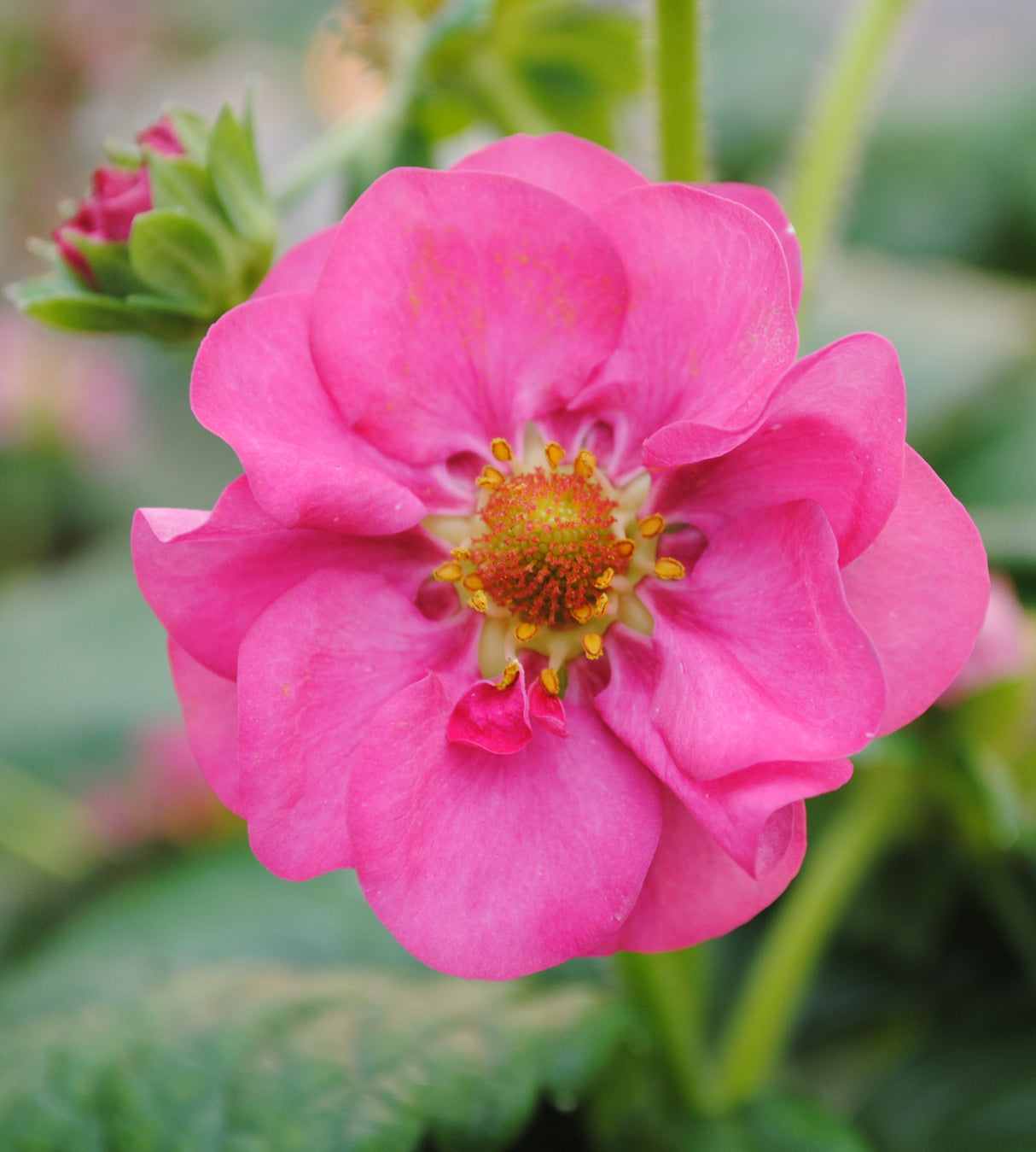 Mansikka ’Summer Breeze Pink’ 3 kpl