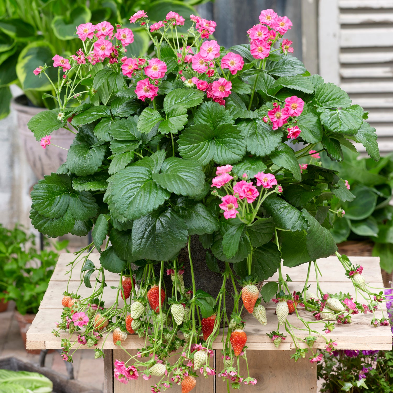 Mansikka ’Summer Breeze Pink’ 3 kpl