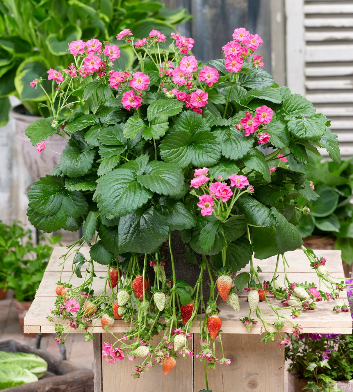 Mansikka ’Summer Breeze Pink’ 3 kpl
