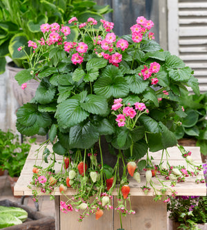 Mansikka ’Summer Breeze Pink’ 3 kpl