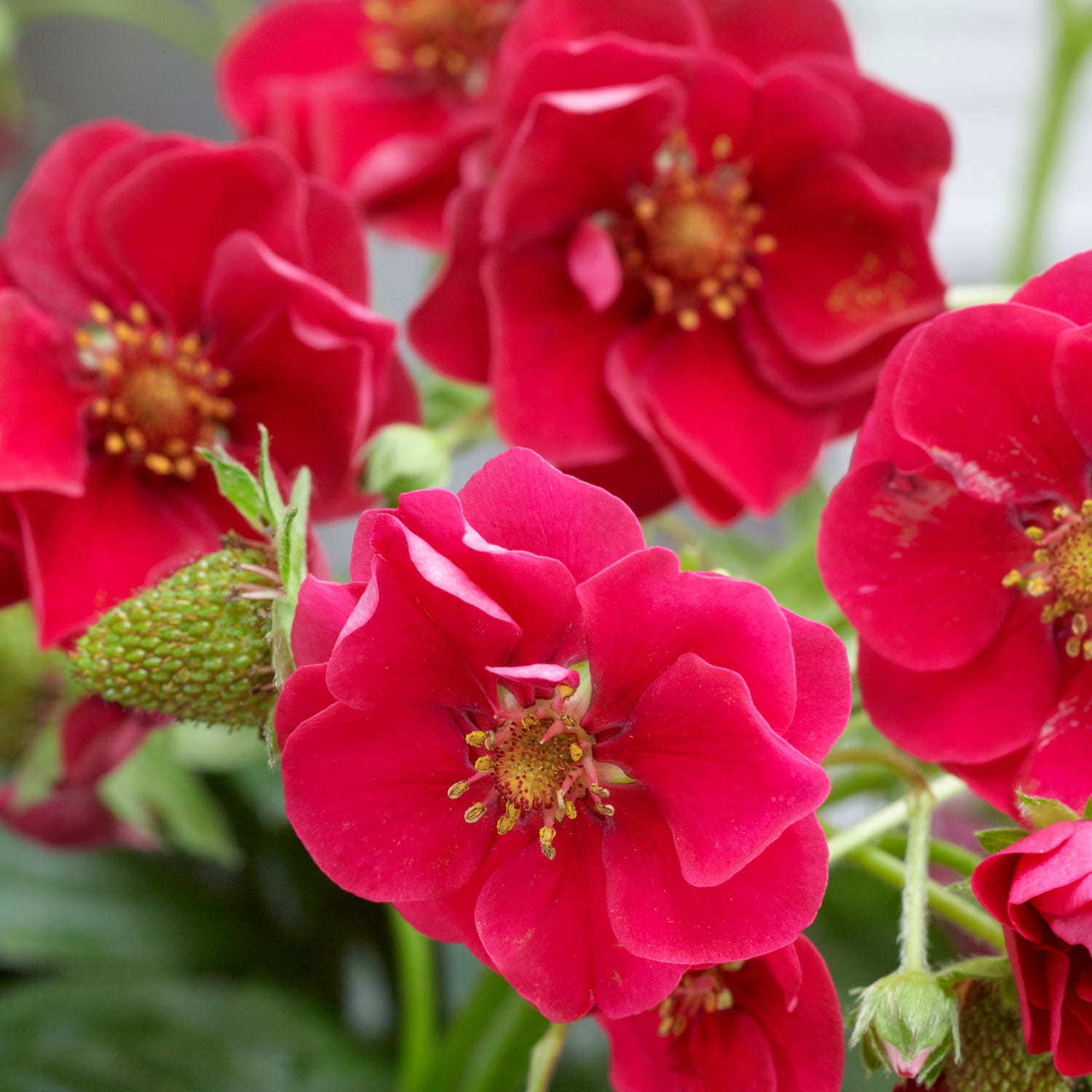 Mansikka ’Summer Breeze Red’ 3 kpl