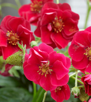 Mansikka ’Summer Breeze Red’ 3 kpl