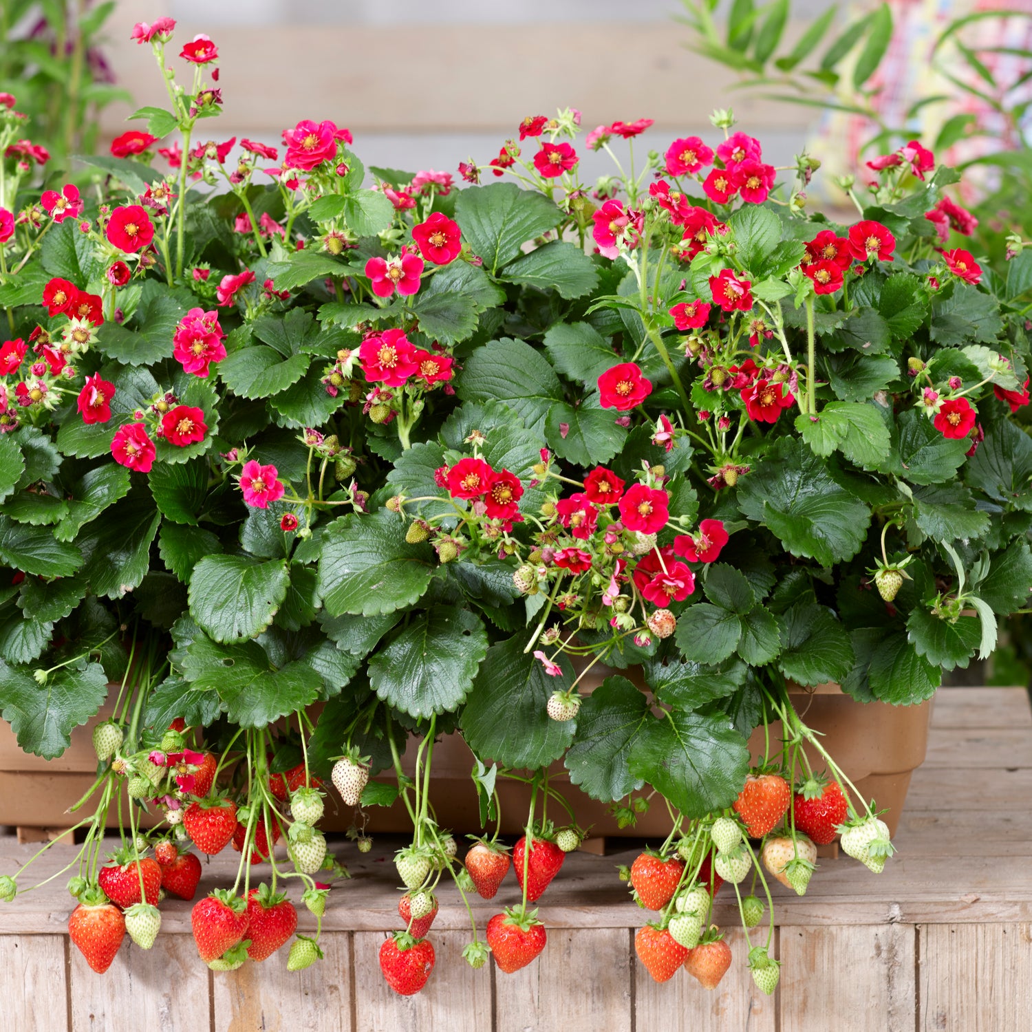 Mansikka ’Summer Breeze Red’ 3 kpl