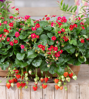 Mansikka ’Summer Breeze Red’ 3 kpl