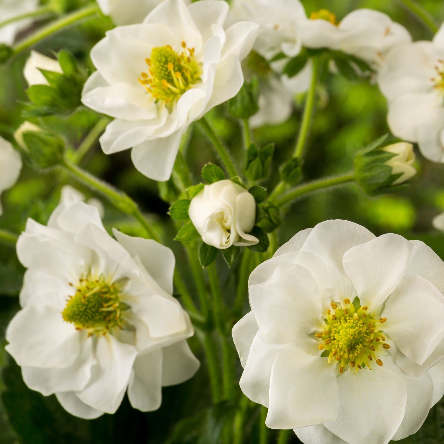 Mansikka ’Summer Breeze Snow’ 3 kpl