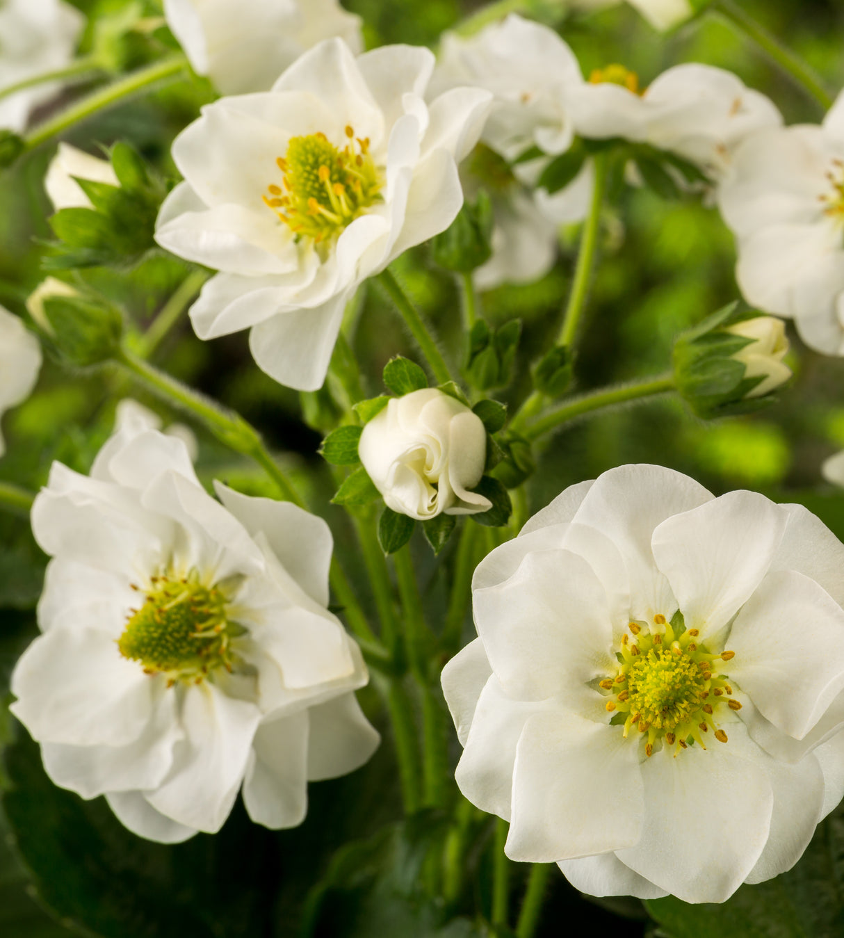 Mansikka ’Summer Breeze Snow’ 3 kpl