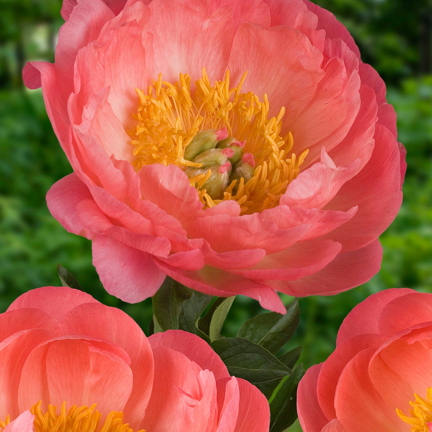 1 kpl Kiinanpioni 'Coral Sunset'