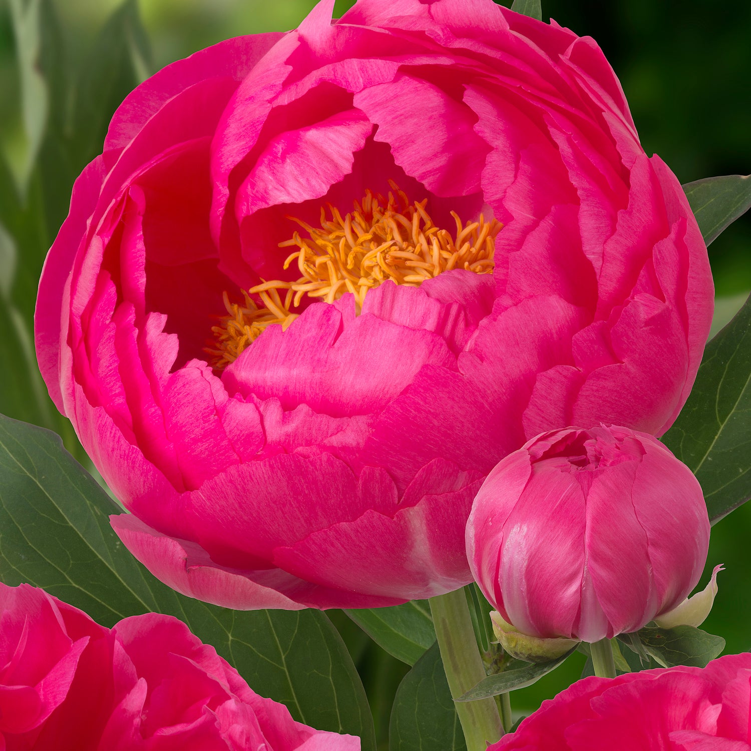 1 kpl Kiinanpioni ’Cytherea’