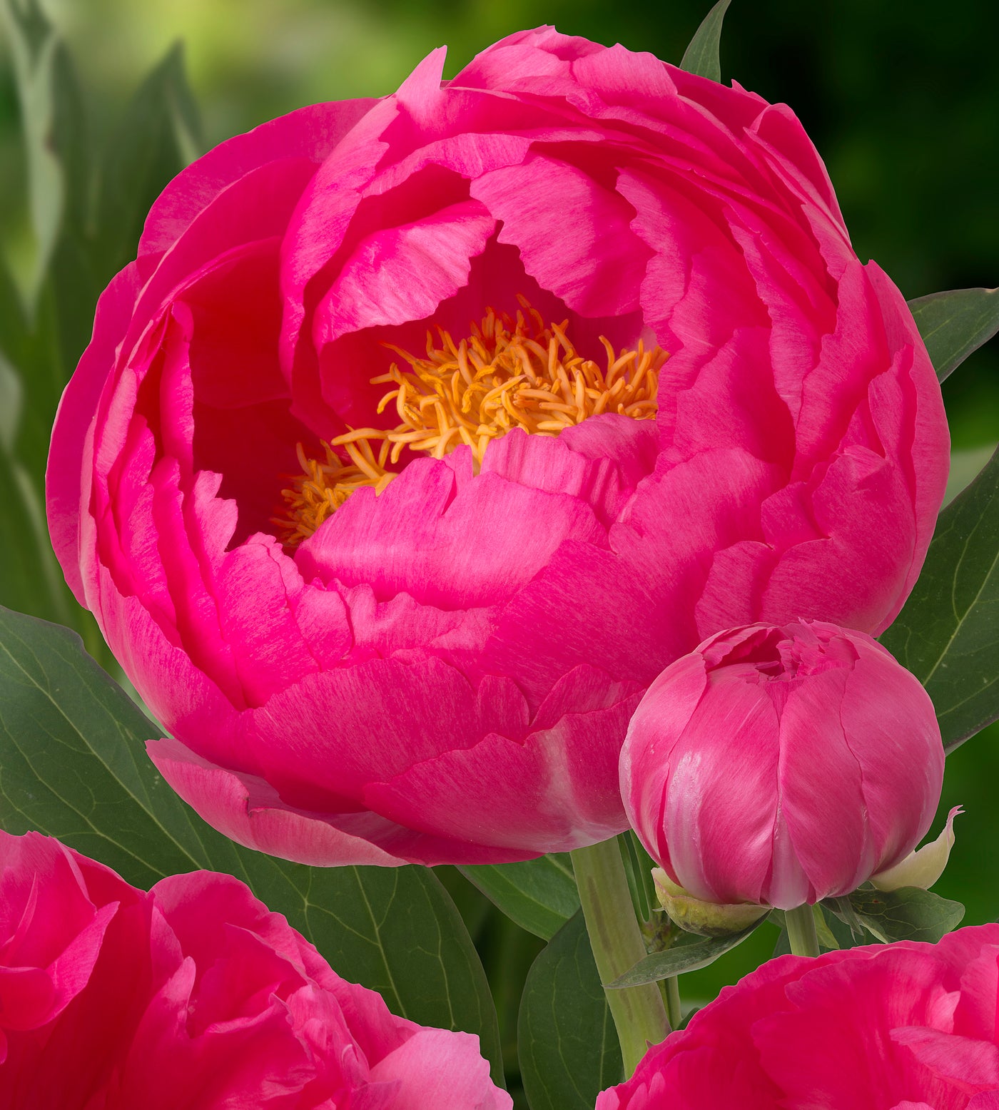 1 kpl Kiinanpioni ’Cytherea’