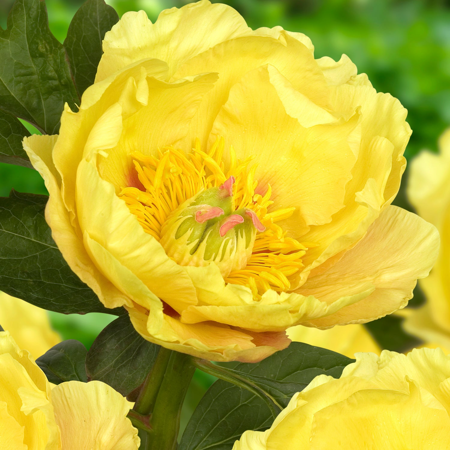 1 kpl Itoh-pioni ’Garden Treasure’