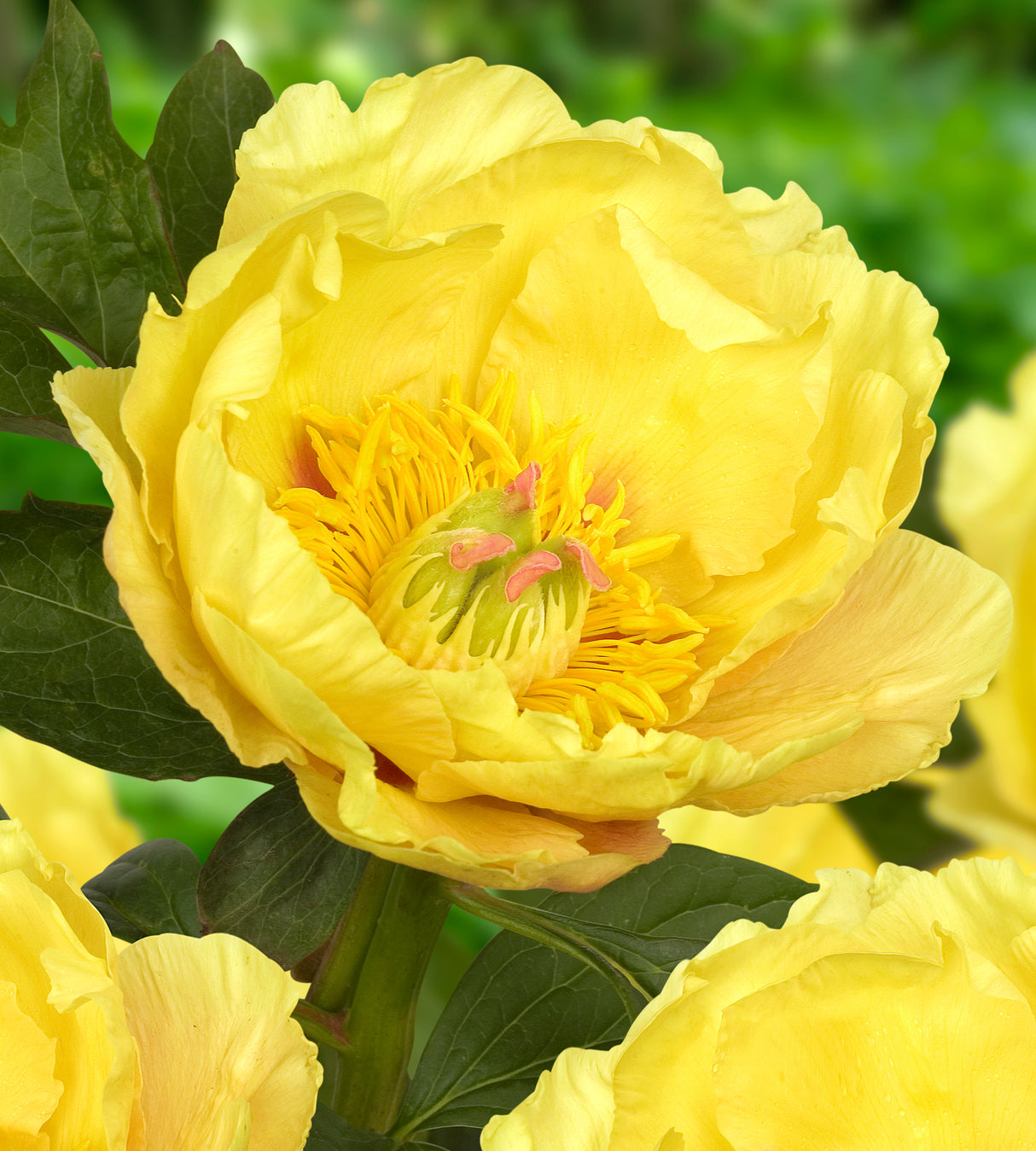 1 kpl Itoh-pioni ’Garden Treasure’