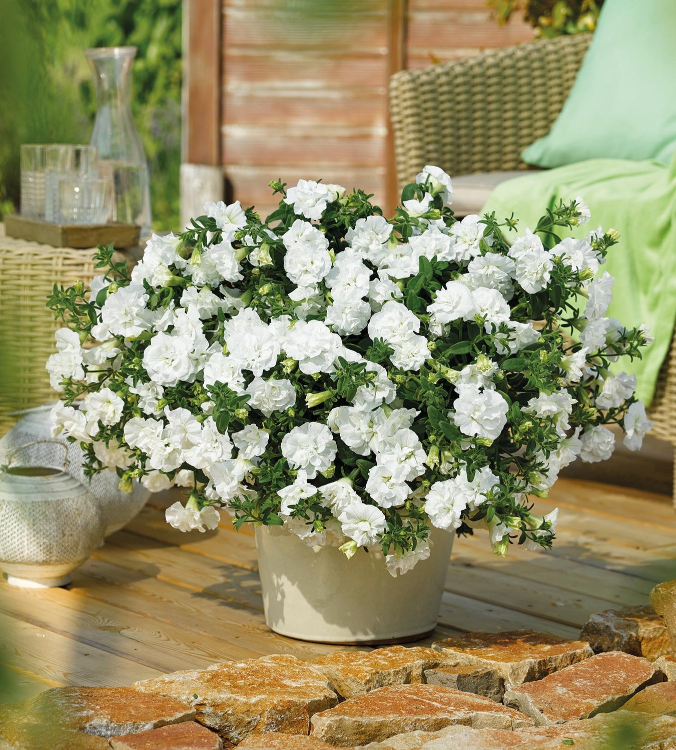 Petunia ’Double White’ 3 kpl