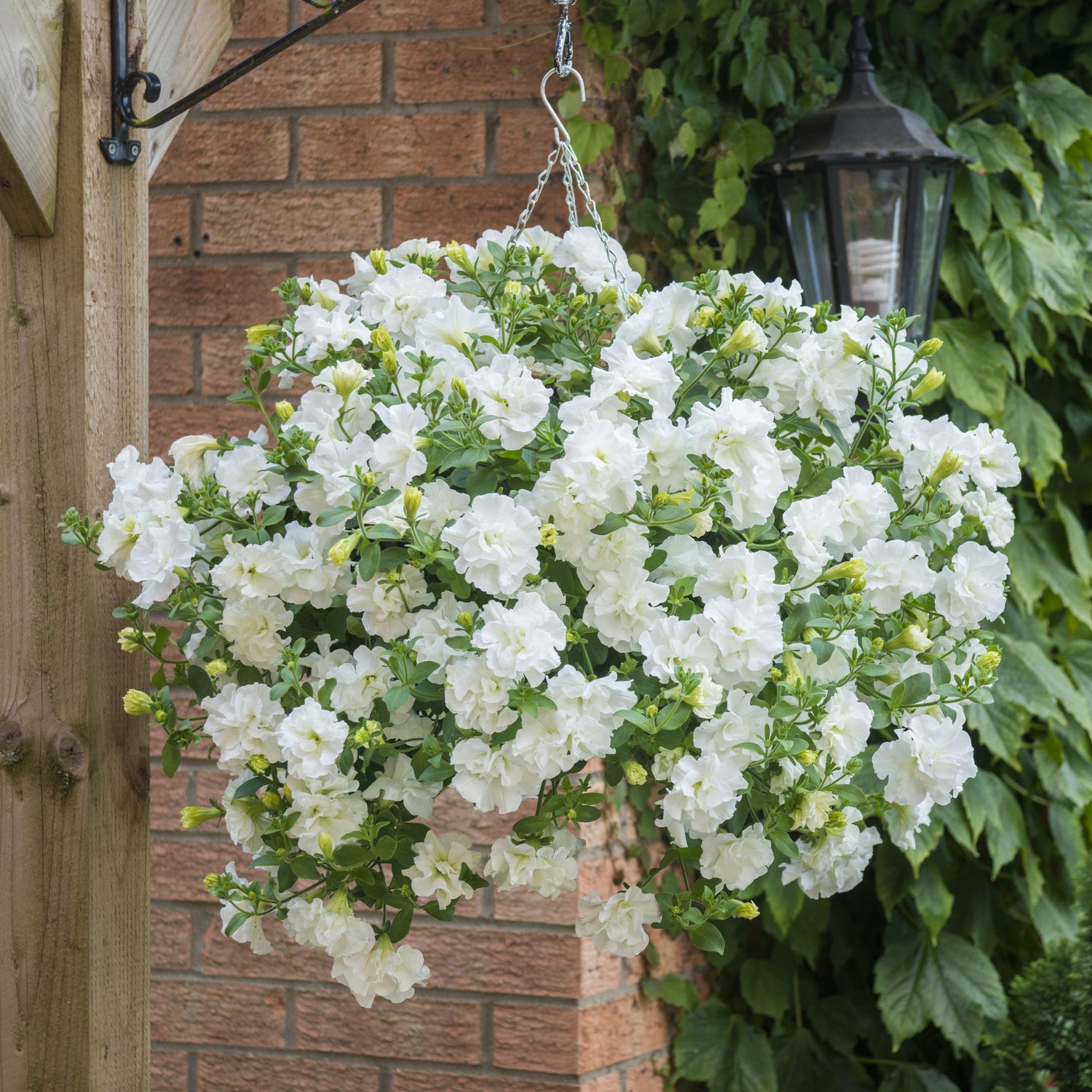 Petunia ’Double White’ 3 kpl