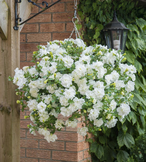 Petunia ’Double White’ 3 kpl