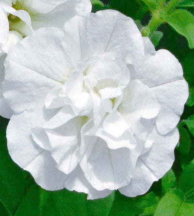 3 kpl Petunia ’Double White’