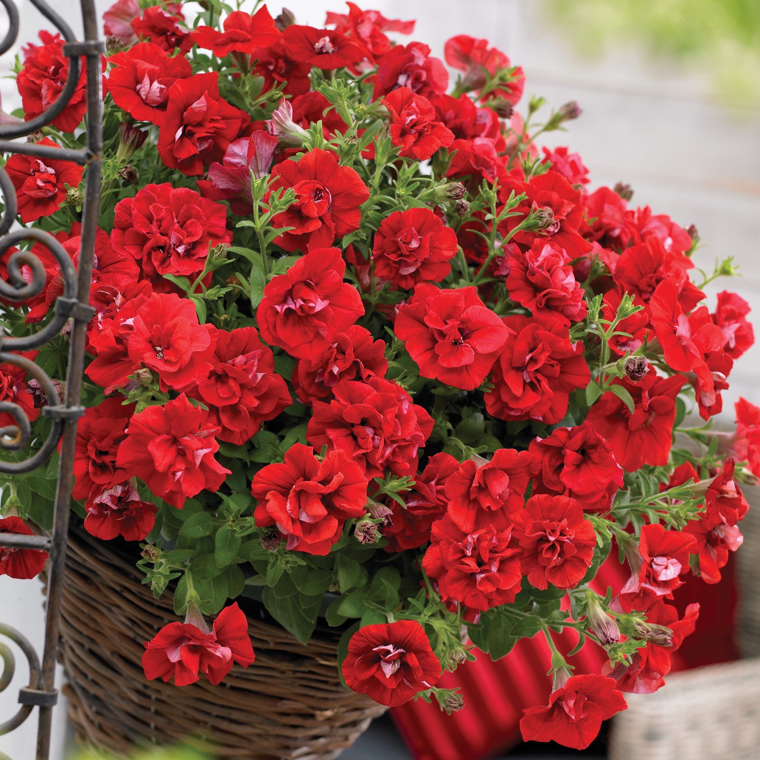 3 kpl Petunia ’Double Red’