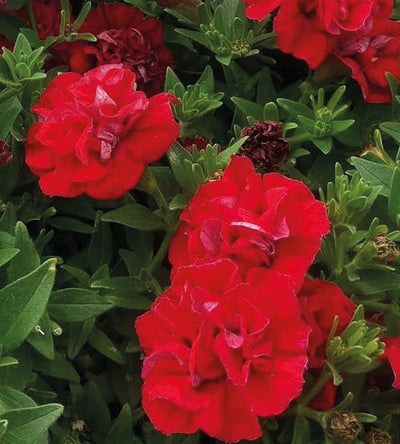 3 kpl Petunia ’Double Red’