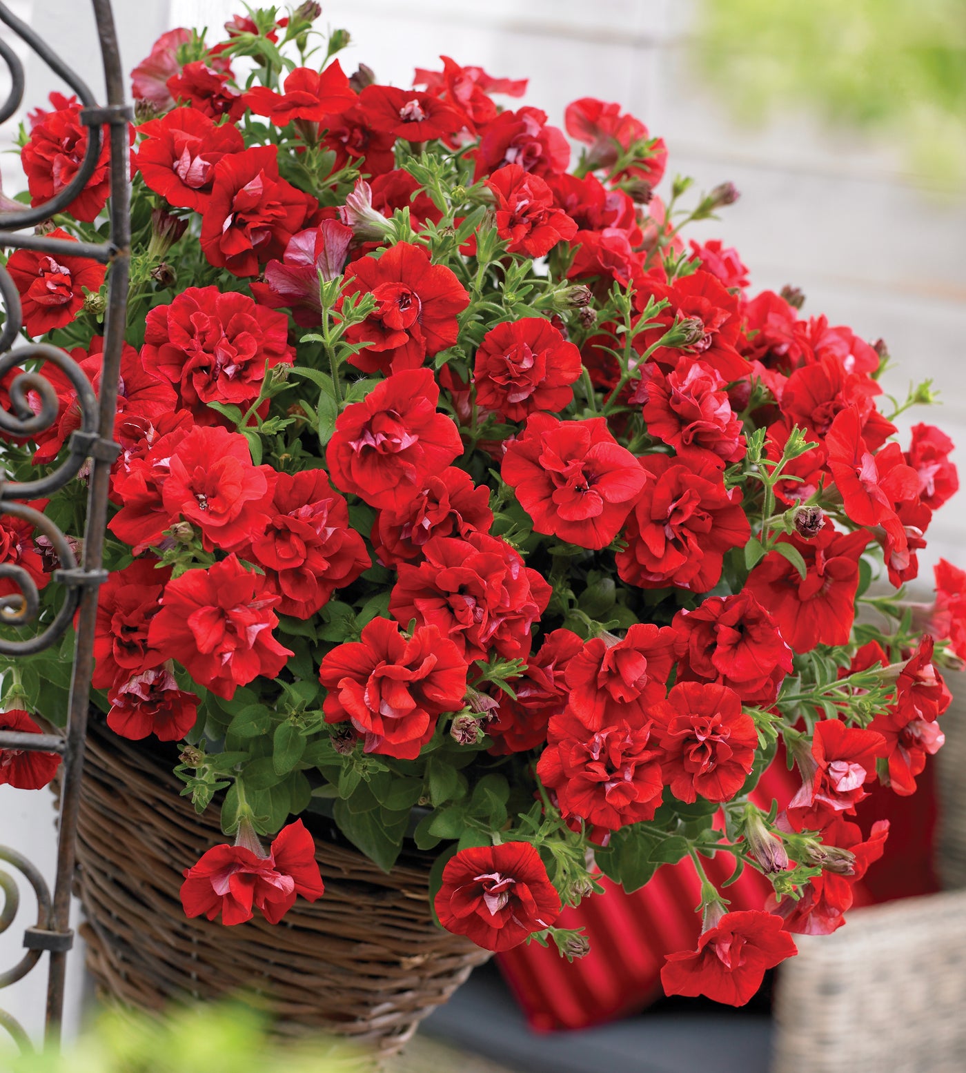 3 kpl Petunia ’Double Red’