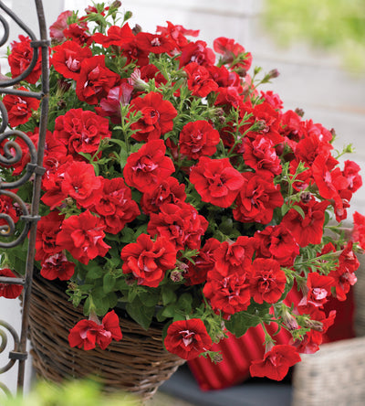 3 kpl Petunia ’Double Red’