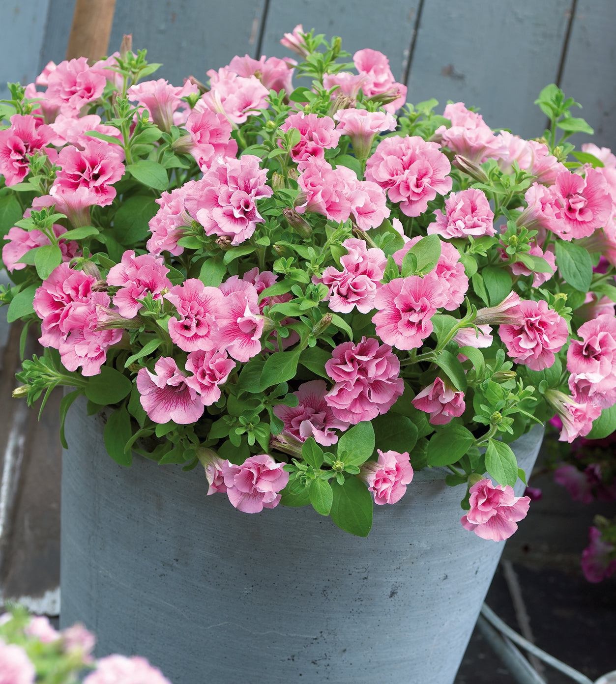 4 kpl Petunia ’Pink Frizzle’