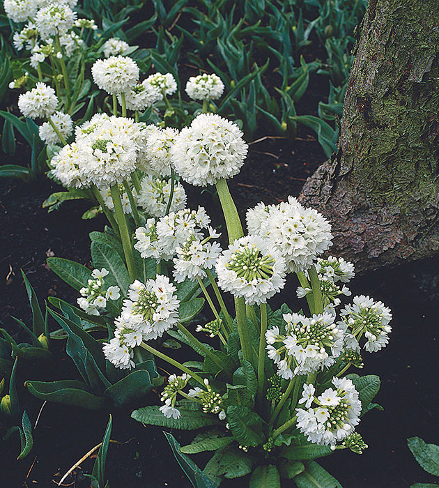 3 kpl Palloesikko 'Prom White'