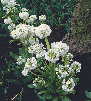 3 kpl Palloesikko 'Prom White'