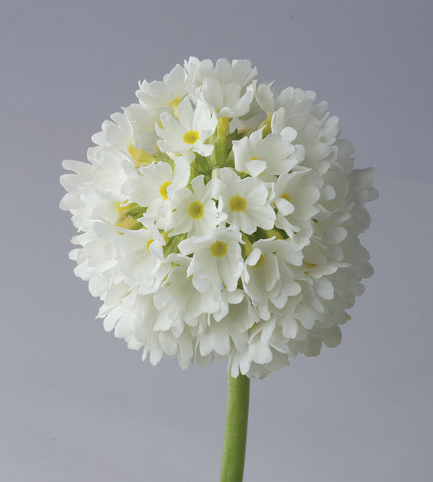 3 kpl Palloesikko 'Prom White'