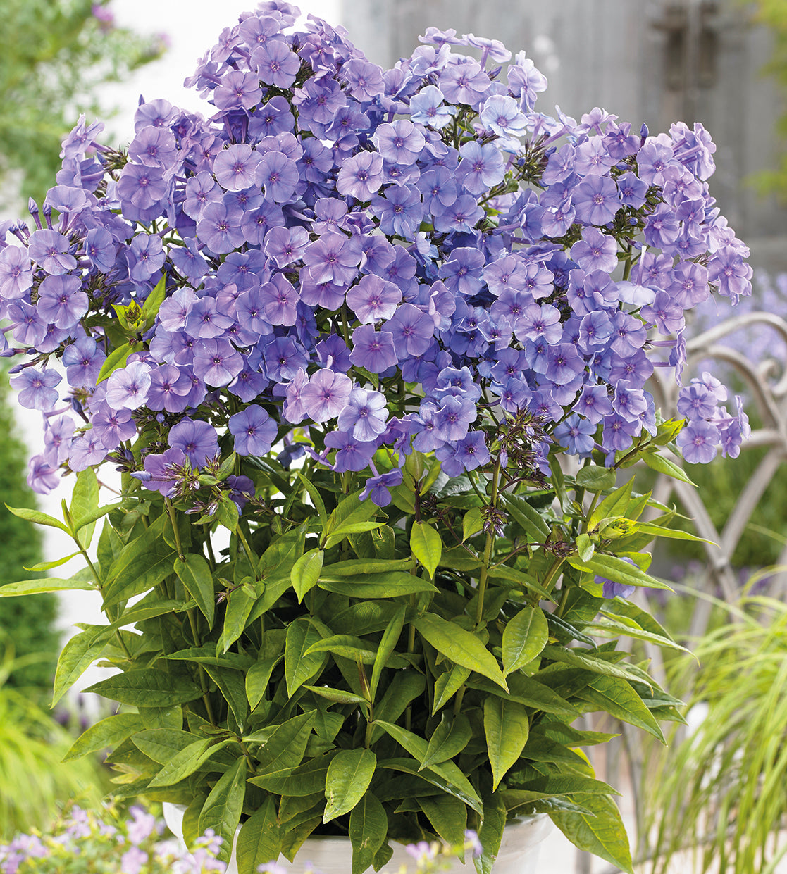 3 kpl Syysleimu 'Blue Boy'