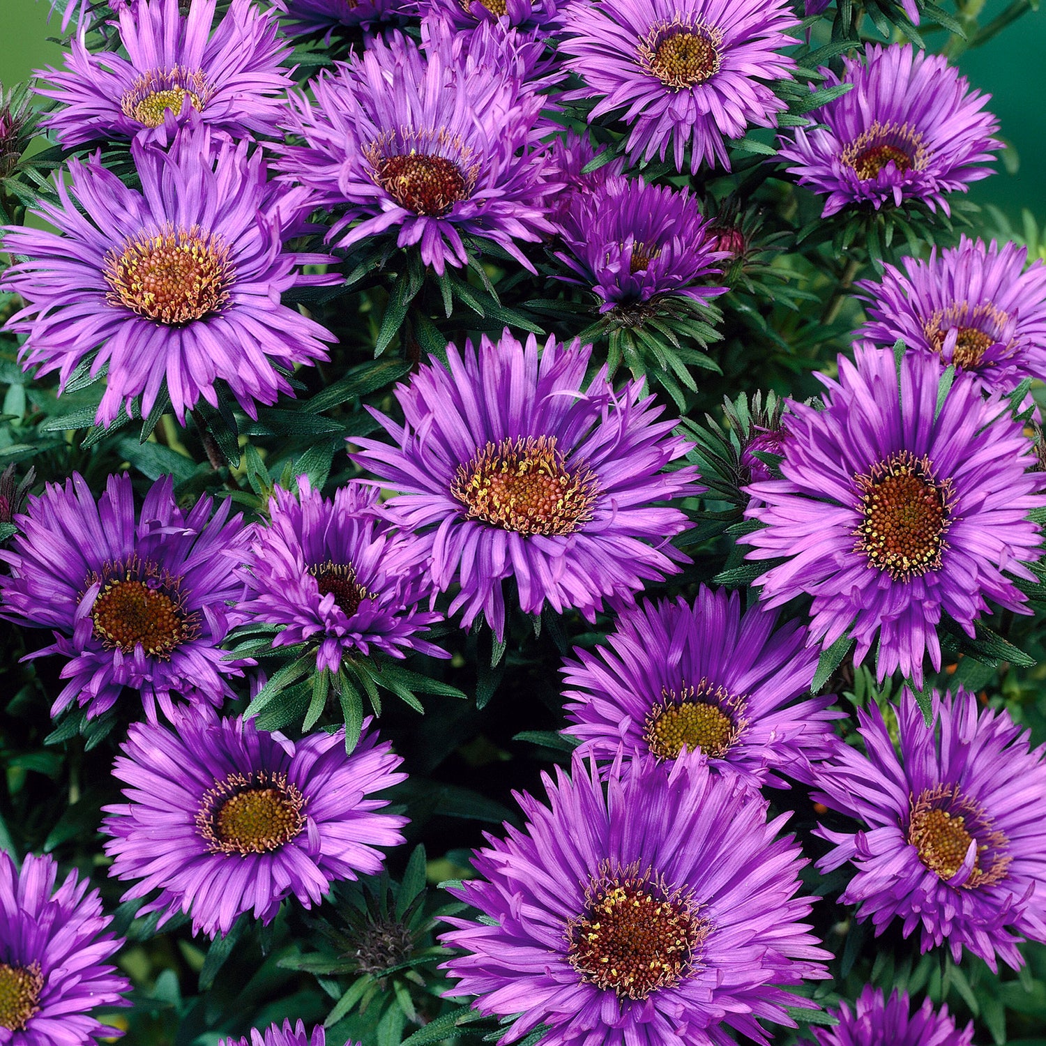 3 kpl Tuoksusasteri 'Purple Dome'