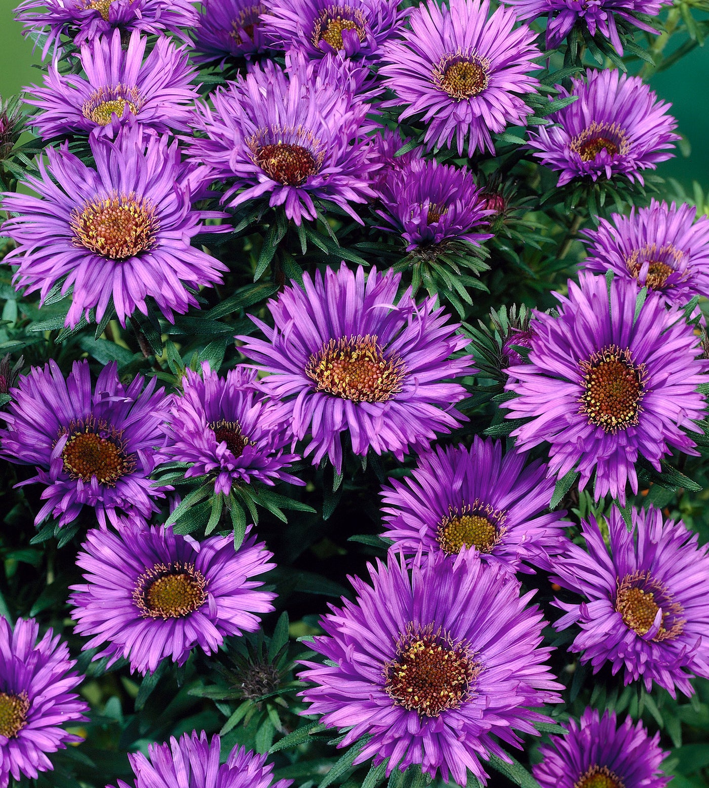 3 kpl Tuoksusasteri 'Purple Dome'