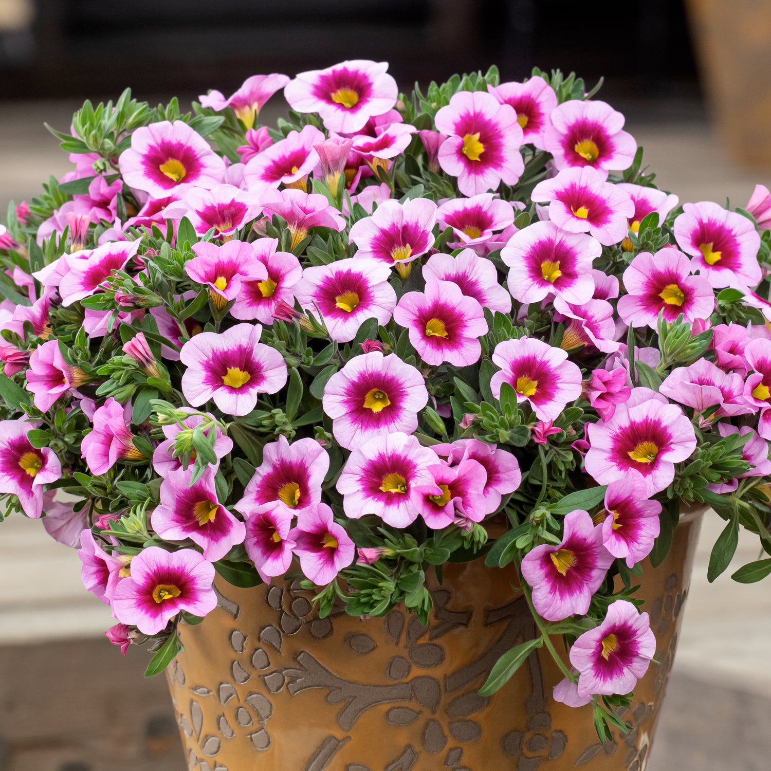 4 kpl Miljoonakello 'Light Pink Eye'