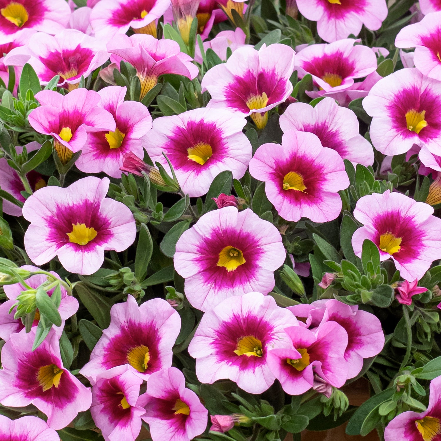 4 kpl Miljoonakello 'Light Pink Eye'