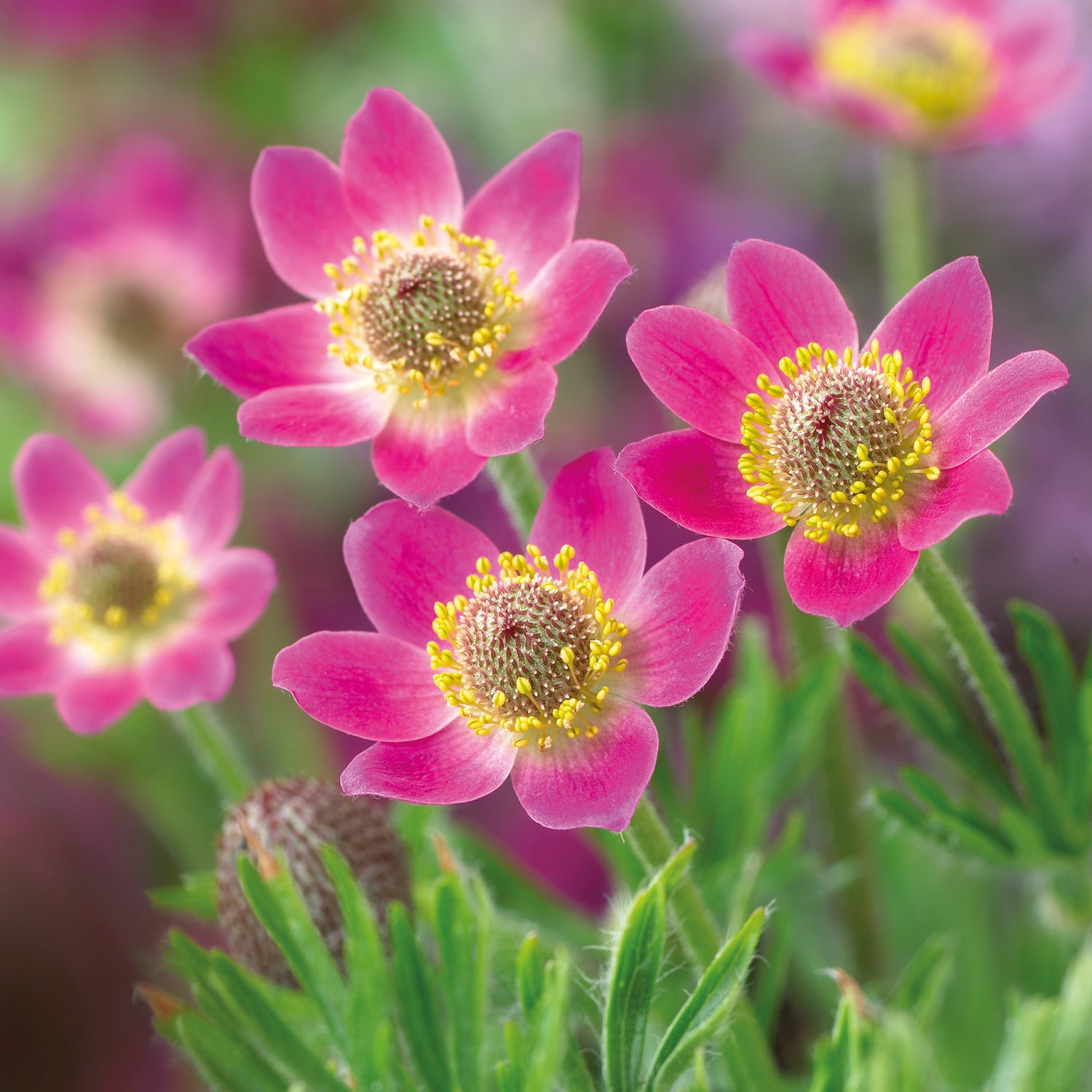 3 kpl Amerikanvuokko 'Annabella Deep Rose'