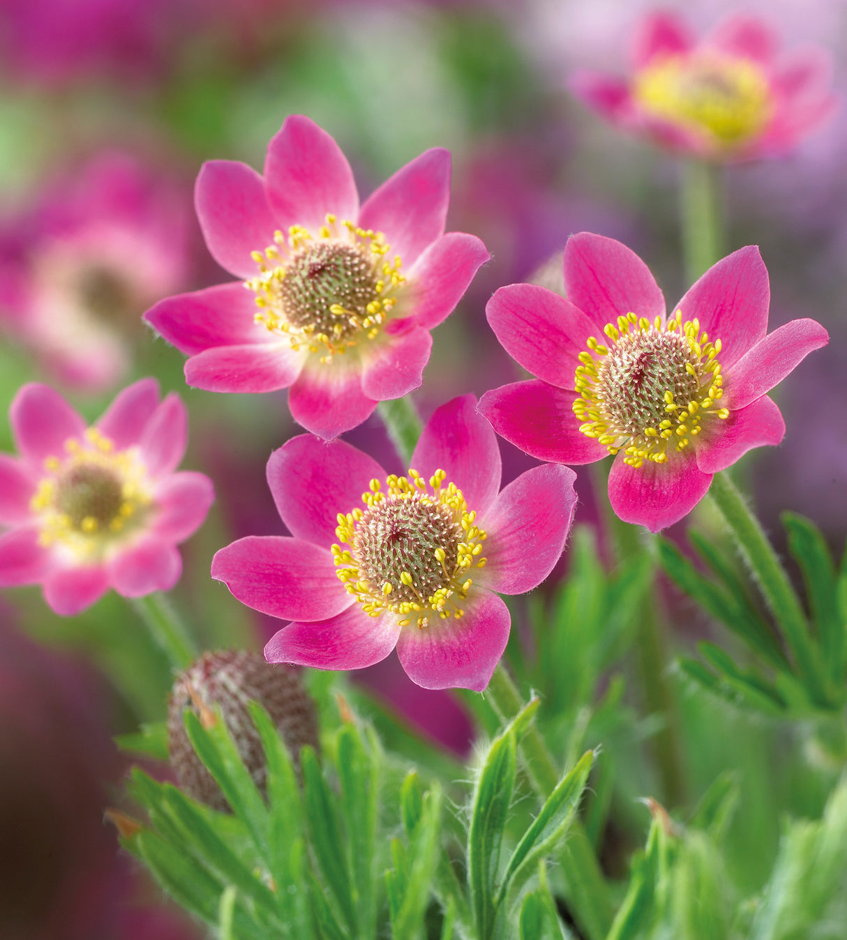 3 kpl Amerikanvuokko 'Annabella Deep Rose'