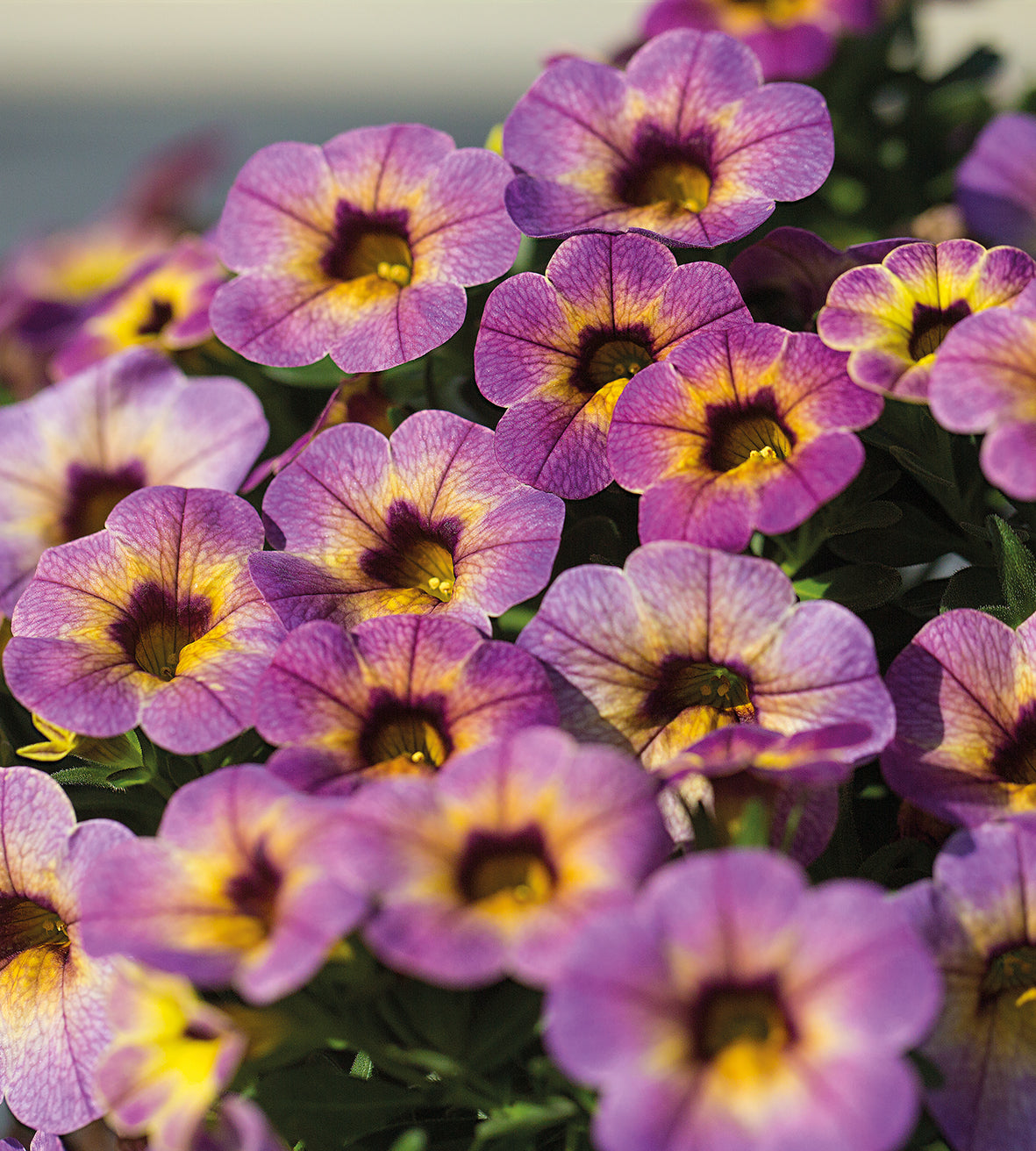 4 kpl Miljoonakello 'Blueberry Scone'