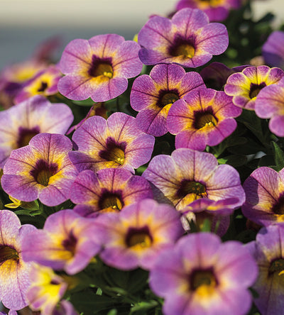 4 kpl Miljoonakello 'Blueberry Scone'