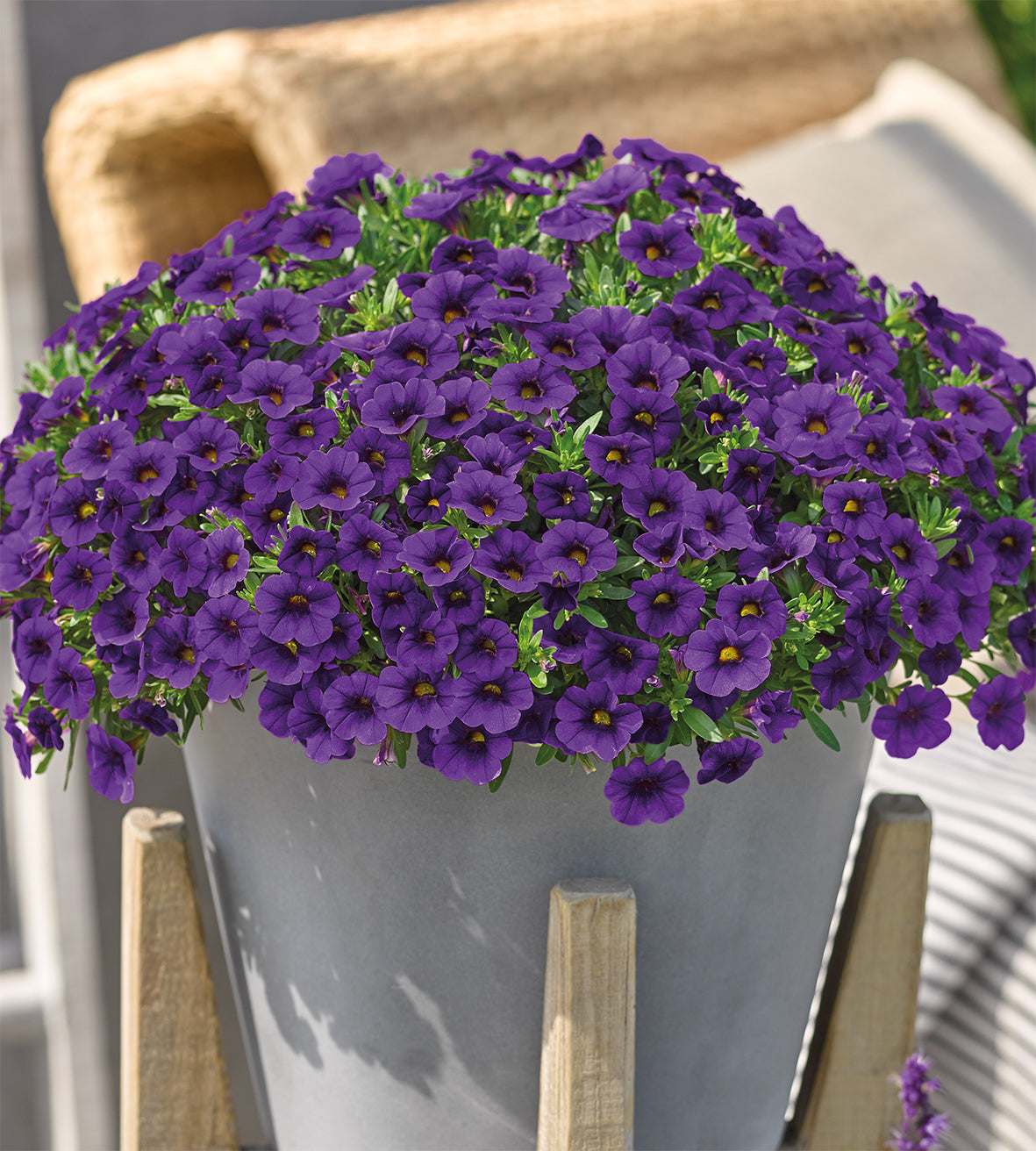 4 kpl Miljoonakello 'Indigo'