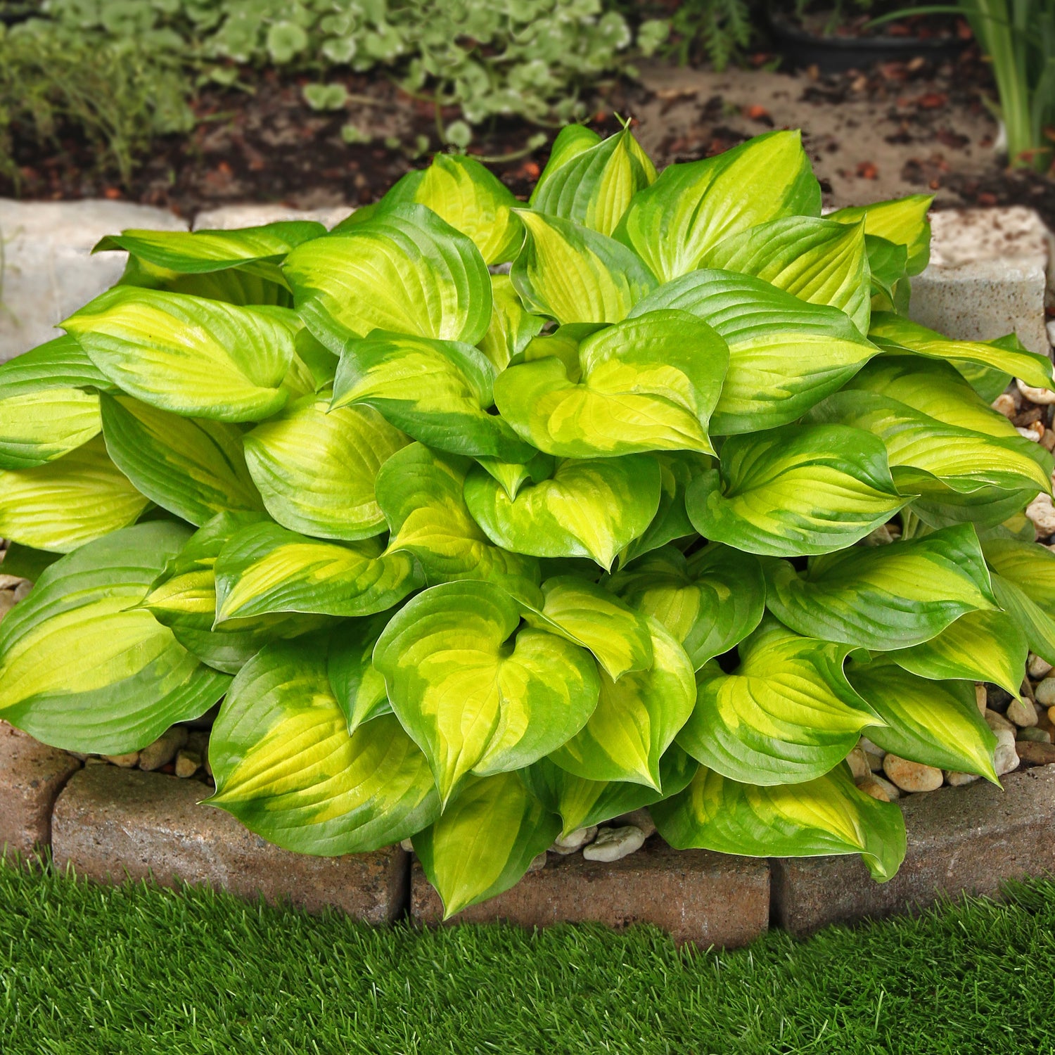 3 kpl Kuunlilja ’Lakeside Banana Bay’