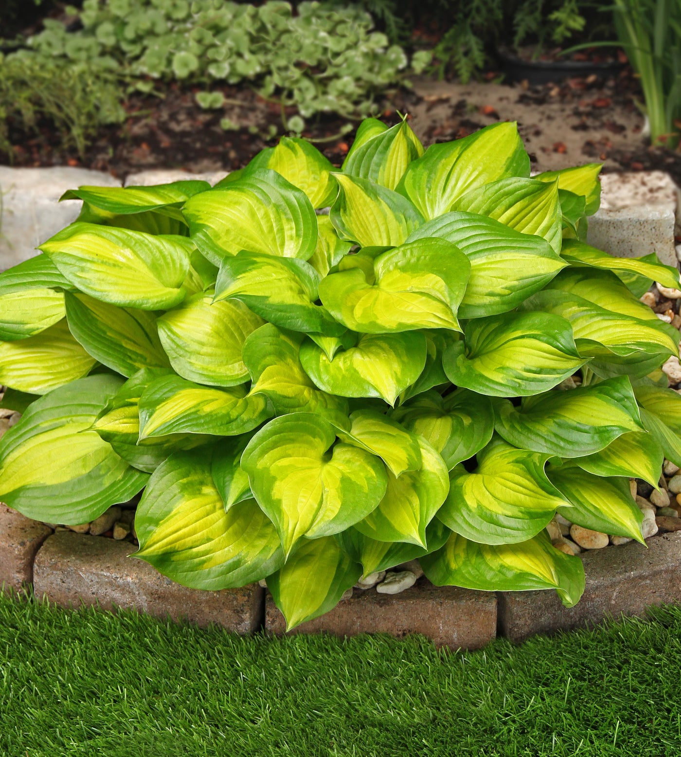 3 kpl Kuunlilja ’Lakeside Banana Bay’